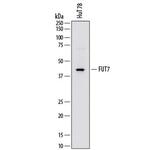 FUT7 Monoclonal Antibody (795116)