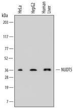 NUDT5 Antibody in Western Blot (WB)