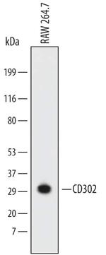 DCL-1 Monoclonal Antibody (662714)
