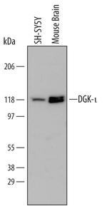 DGKI Monoclonal Antibody (648538)