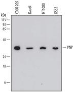 PNP Monoclonal Antibody (773511)