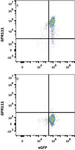 GPR111 Monoclonal Antibody (594519)