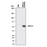 GPR111 Monoclonal Antibody (594522)