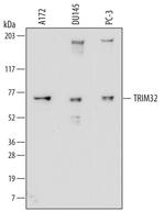 TRIM32 Monoclonal Antibody (717801)