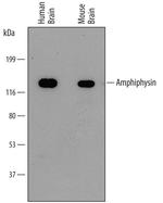 Amphiphysin Monoclonal Antibody (694121)
