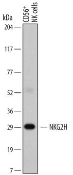 NKG2H Monoclonal Antibody (633810)