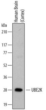 HIP2 Monoclonal Antibody (701316)