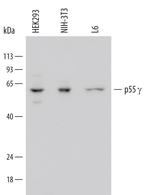 PI3K p55 gamma Monoclonal Antibody (668619)