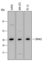 DRAK2 Antibody in Western Blot (WB)