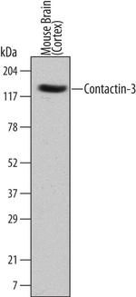Contactin 3 Monoclonal Antibody (524518)