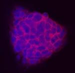 Tex19.1 Monoclonal Antibody (678803)