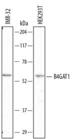 B3GNT1 Monoclonal Antibody (724057)