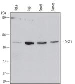 DISC1 Antibody in Western Blot (WB)