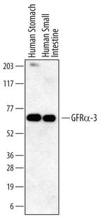 GFR alpha-3 Monoclonal Antibody (111004)