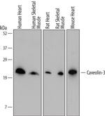 Caveolin 3 Monoclonal Antibody (682708)