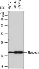 NENF Monoclonal Antibody (737130)
