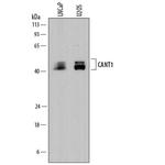 CANT1 Monoclonal Antibody (861206)