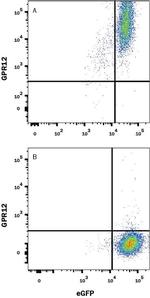 GPR12 Monoclonal Antibody (584940)