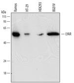 LYAR Monoclonal Antibody (735838)