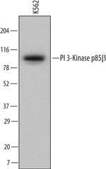 PIK3R2 Antibody in Western Blot (WB)