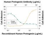 Protogenin Monoclonal Antibody (814403)
