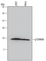 CDKN2B Monoclonal Antibody (651308)
