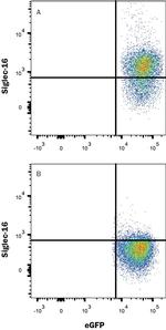 SIGLEC16 Monoclonal Antibody (706045)