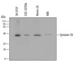 STX1B Antibody in Western Blot (WB)