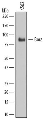 Bora Monoclonal Antibody (694746)