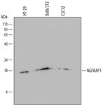 NADE Monoclonal Antibody (672911)