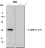 Phospho-CrkL (Tyr207) Monoclonal Antibody (668915)