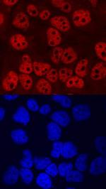 TCF12 Monoclonal Antibody (690129)