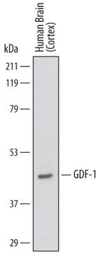 GDF1 Monoclonal Antibody (748450)