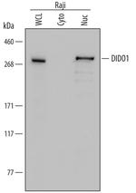 DATF1 Monoclonal Antibody (734823)