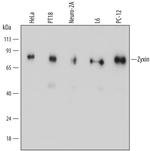 Zyxin Monoclonal Antibody (692624)