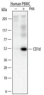CD1d Monoclonal Antibody (703335)