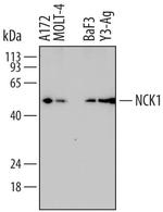 NCK1 Monoclonal Antibody (714506)