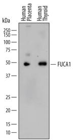 FUCA1 Monoclonal Antibody (810607)