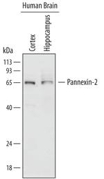 Pannexin 2 Monoclonal Antibody (719406)