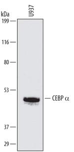 C/EBP alpha Monoclonal Antibody (692716)