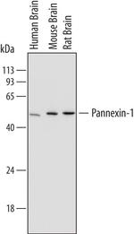 Pannexin 1 Monoclonal Antibody (720505)