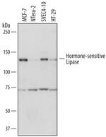 HSL Monoclonal Antibody (729923)