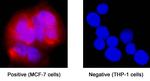 Estrogen Receptor beta Antibody in Immunocytochemistry (ICC/IF)