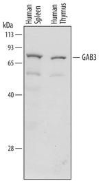 GAB3 Monoclonal Antibody (720306)