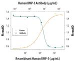 BMP5 Monoclonal Antibody (149107)