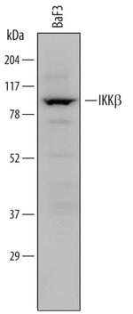 IKK beta Monoclonal Antibody (725818)