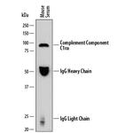 C1r Monoclonal Antibody (870332)