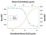 CCL28 Monoclonal Antibody (62705)