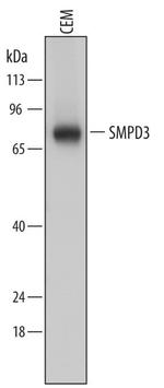 SMPD3 Antibody in Western Blot (WB)