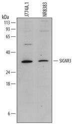 DC-SIGN Monoclonal Antibody (728804)